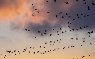 “Hymn”, “Feathers”, “Lineage”  by Rikki Santer