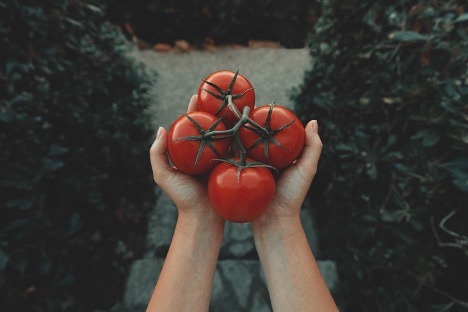 Tomato Season  By Emily Patterson