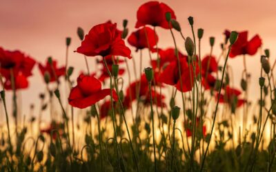 SELF-CARE FOR WILDFLOWERS by Amy Spies